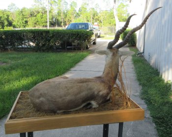 South Africa full-body Blackbuck taxidermy mount on wood base - $600 - Pick Up Only