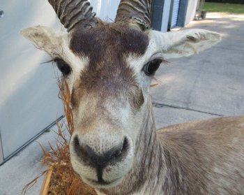 South Africa full-body Blackbuck taxidermy mount on wood base - $600 - Pick Up Only