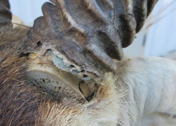 South Africa full-body Blackbuck taxidermy mount on wood base - $600 - Pick Up Only