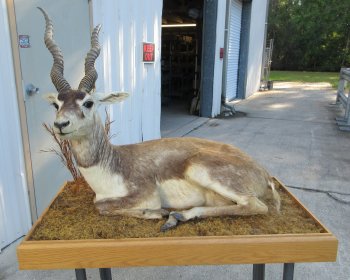 South Africa full-body Blackbuck taxidermy mount on wood base - $600 - Pick Up Only