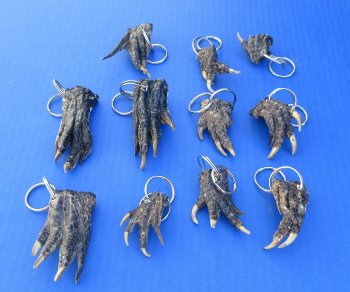 Authentic Real Alligator Foot Keychains Wholesale - 10 pcs @ $2.90 each: 50 pcs @ $2.60 each