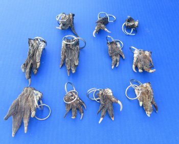 Authentic Real Alligator Foot Keychains Wholesale - 10 pcs @ $2.90 each: 50 pcs @ $2.60 each