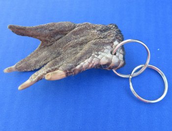 Authentic Real Alligator Foot Keychains Wholesale - 10 pcs @ $2.90 each: 50 pcs @ $2.60 each
