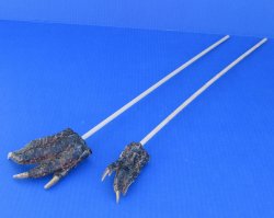 Upgrade your itch relief with an Authentic Alligator Foot Back Scratcher - 12 pcs @ $4.00 each; 36 pcs @ $3.60 each