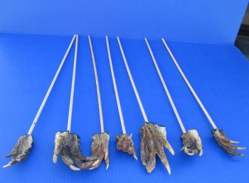 Upgrade your itch relief with an Authentic Alligator Foot Back Scratcher - 12 pcs @ $4.00 each; 36 pcs @ $3.60 each