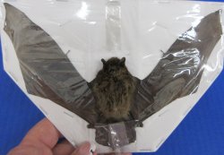 Wholesale Mummified Javan pipistrelle bat (Pipistrellus Javanicus) - $40 each; 4 pcs @ $36 each