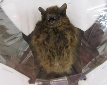 Wholesale Mummified Javan pipistrelle bat (Pipistrellus Javanicus) - $40 each; 4 pcs @ $36 each