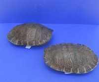 Wholesale River Cooter Turtle Shells 8 inch to 8-3/4 inch long - $15.00 each