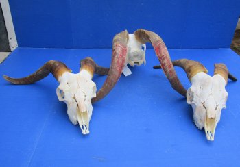 Wholesale African Goat Skulls - 16-22 inch horns - $120 each; 3 or more @ $108 each