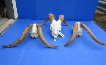 Wholesale African Goat Skulls - 16-22 inch horns - $120 each; 3 or more @ $108 each