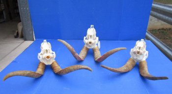 Wholesale African Goat Skulls - 16-22 inch horns - $120 each; 3 or more @ $108 each