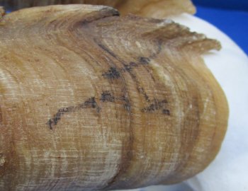 Wholesale African Goat Skulls - 16-22 inch horns - $120 each; 3 or more @ $108 each