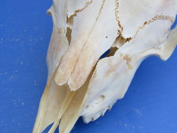 Wholesale African Goat Skulls - 16-22 inch horns - $120 each; 3 or more @ $108 each