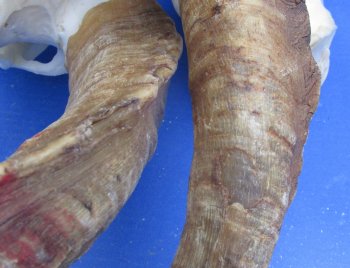 Wholesale African Goat Skulls - 16-22 inch horns - $120 each; 3 or more @ $108 each