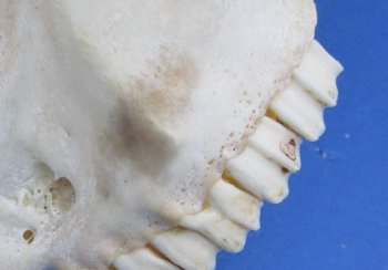 Wholesale African Goat Skulls - 16-22 inch horns - $120 each; 3 or more @ $108 each