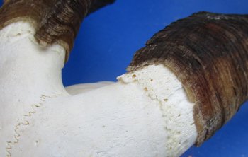 Wholesale African Goat Skulls - 16-22 inch horns - $120 each; 3 or more @ $108 each