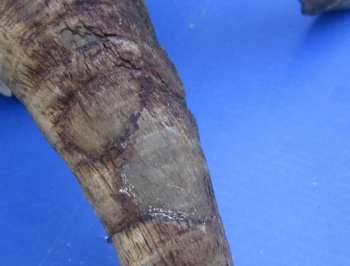 Wholesale African Goat Skulls - 16-22 inch horns - $120 each; 3 or more @ $108 each