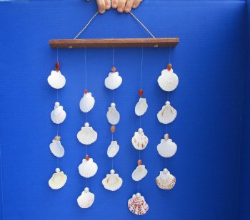 17 inch Hanging Pecten Shell Wall Decor (3 pcs, 12 pcs)