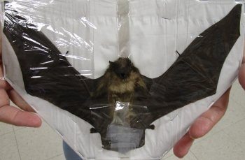 Lesser Asiatic Yellow Preserved Bat with wings spread 9 inch up to 10 inch long - (1 pc, 4 pc)