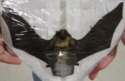 Lesser Asiatic Yellow Preserved Bat with wings spread 9 inch up to 10 inch long - (1 pc, 4 pc)