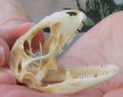 Iguana skull for sale, 2 inches  $40.00