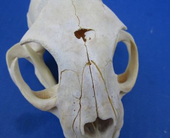  B-Grade North American Bobcat Skulls - $39 each