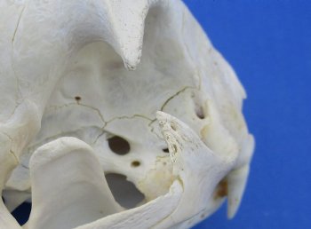  B-Grade North American Bobcat Skulls - $39 each