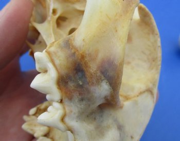  B-Grade North American Bobcat Skulls - $39 each