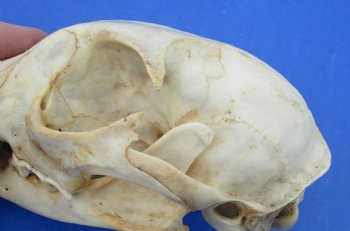  B-Grade North American Bobcat Skulls - $39 each