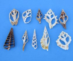 Wholesale Center Cut assorted mixed shells 2" to 3"  - 100 pieces @ $.20 each