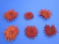 Wholesale Red Sunflower starfish 2 inch to 3 inch - 12 pcs @ $1.35 each; 72 pcs @ $1.20 each