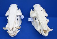 Wholesale African Bushpig skull (Potamochoerus larvatus) measuring 13 to 15 inches long. (You will receive on similar to the picture) $110.00 each