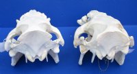 Wholesale African Bushpig skull (Potamochoerus larvatus) measuring 13 to 15 inches long. (You will receive on similar to the picture) $110.00 each