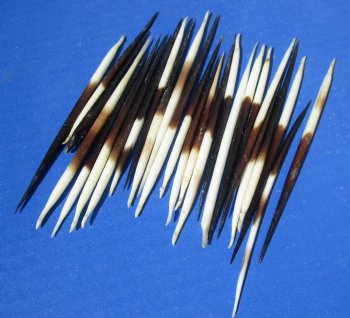 3 to 4-7/8 inches fat Porcupine Quills - 50 pcs @ $.45 each; 100 pcs @ $.40 each 
