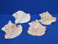 #2 Grade Pink Conch Shells Wholesale for Landscaping, with slit backs 6" to 9" - 15 pcs @ $6.30 each