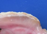 #2 Grade Pink Conch Shells Wholesale for Landscaping, with slit backs 6" to 9" - 15 pcs @ $6.30 each
