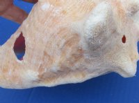 #2 Grade Pink Conch Shells Wholesale for Landscaping, with slit backs 6" to 9" - 15 pcs @ $5.40 each