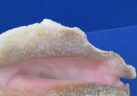 #2 Grade Pink Conch Shells Wholesale for Landscaping, with slit backs 6" to 9" - 15 pcs @ $6.30 each