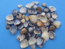 Purple Caycay Clam Shells Wholesale for arts and crafts projects - 1/2" to 1" - 20 kilos @ $2.25 kilo 