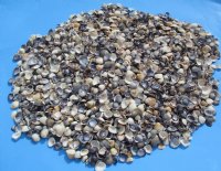 Purple Caycay Clam Shells Wholesale for arts and crafts projects - 1/2" to 1" - 20 kilos @ $2.25 kilo 