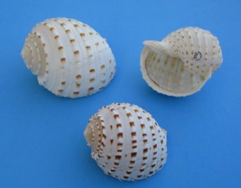 Wholesale Tonna Tessellata Spotted Tun Shells 3 to 3-7/8  inch - 20 pieces @ $1.50 each