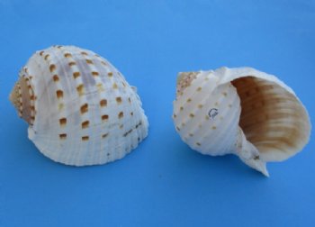 Wholesale Tonna Tessellata Spotted Tun Shells, large light weight seashells 5 inch - 6 pieces @ $3.00 each