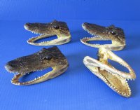 4-7/8 inches to 6 inches Small Wholesale alligator heads - 3 pcs @ $8.75 each