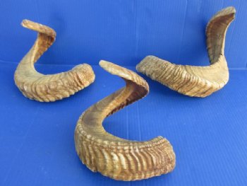 Wholesale Extra Large Sheep Horns, Ram Horns 27 to 29 inches - $22.00 each; 6 pcs @ $19.00 each
