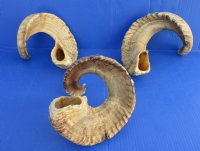 Wholesale Extra Large Sheep Horns, Ram Horns 30 to 33 inches around the curl - $28.00 each; Packed: 6 pcs @ $24.00 each 