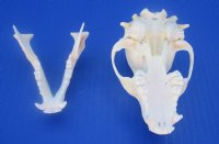 Wholesale A-Grade Raccoon Skulls for sale 4" to 4-1/2" - $34; 4 pcs @ $30 each