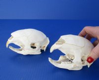Wholesale African Porcupine Skulls measuring 5 inches to 6 inches long - You will receive one similar to the picture for $60.00 each; 4 or more @ $54.00 each