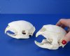 Wholesale African Porcupine Skulls measuring 5 inches to 6 inches long - $60.00 each; 4 or more @ $54.00 each
