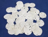 2 to 2-1/2 inches Bulk Florida Round Sand Dollars Wholesale - Bag of 75 @ .25 each