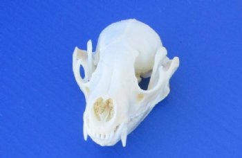 Wholesale A-Grade Raccoon Skulls for sale 4" to 4-1/2" - $34; 4 pcs @ $30 each